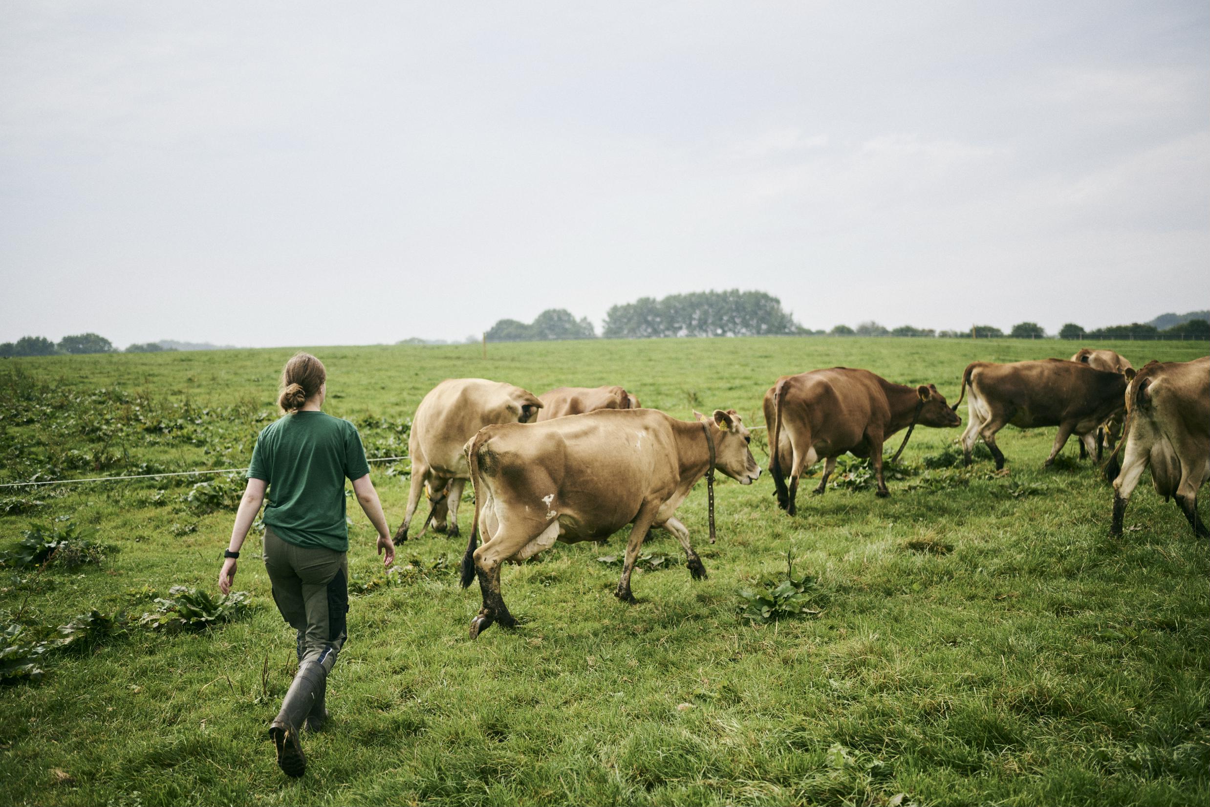 En kvindelig landbrugselev følger køerne ud på Hansenbergs marker.