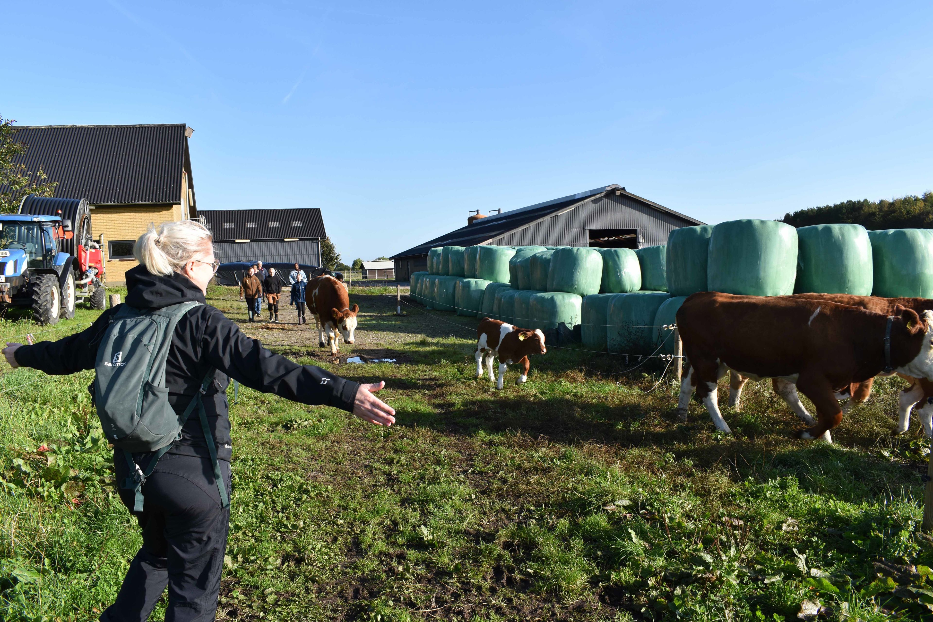 På landbrugsuddannelsen var deltagerne med til at lukker køerne ud i Vranderup
