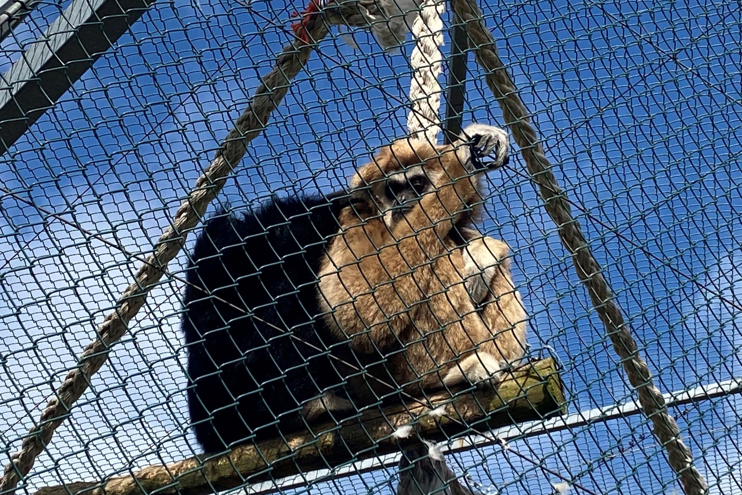 På Hansenberg kan dyrepasserne med speciale i dyr i zoologiske anlæg prøve kræfter med arbejdet i skolens egen zoologiske have, hvor der fx er gibbonaber..