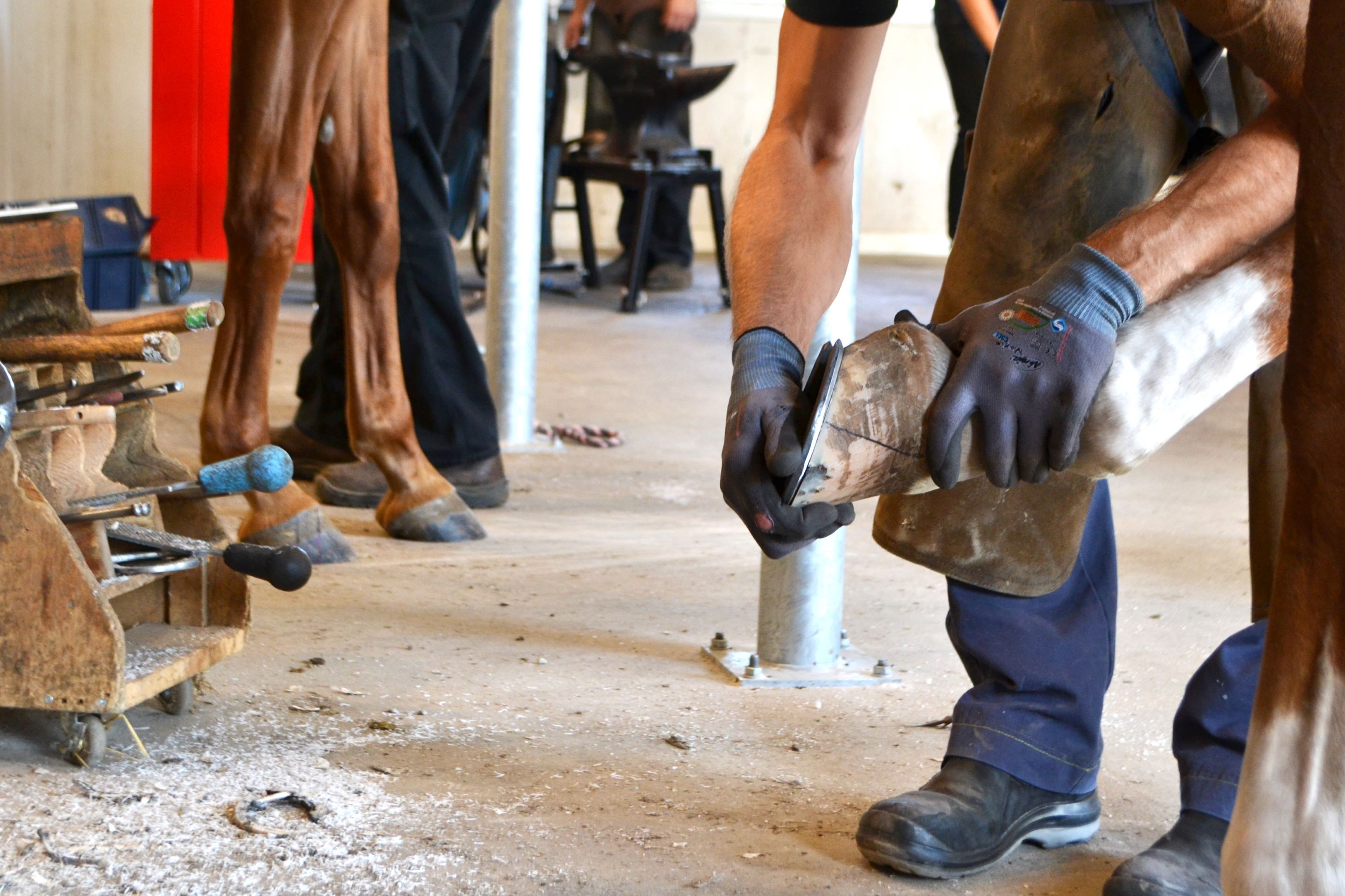 En beslagsmedelærling prøver om hesteskoens størrelse og udformning passer til hestens hov.