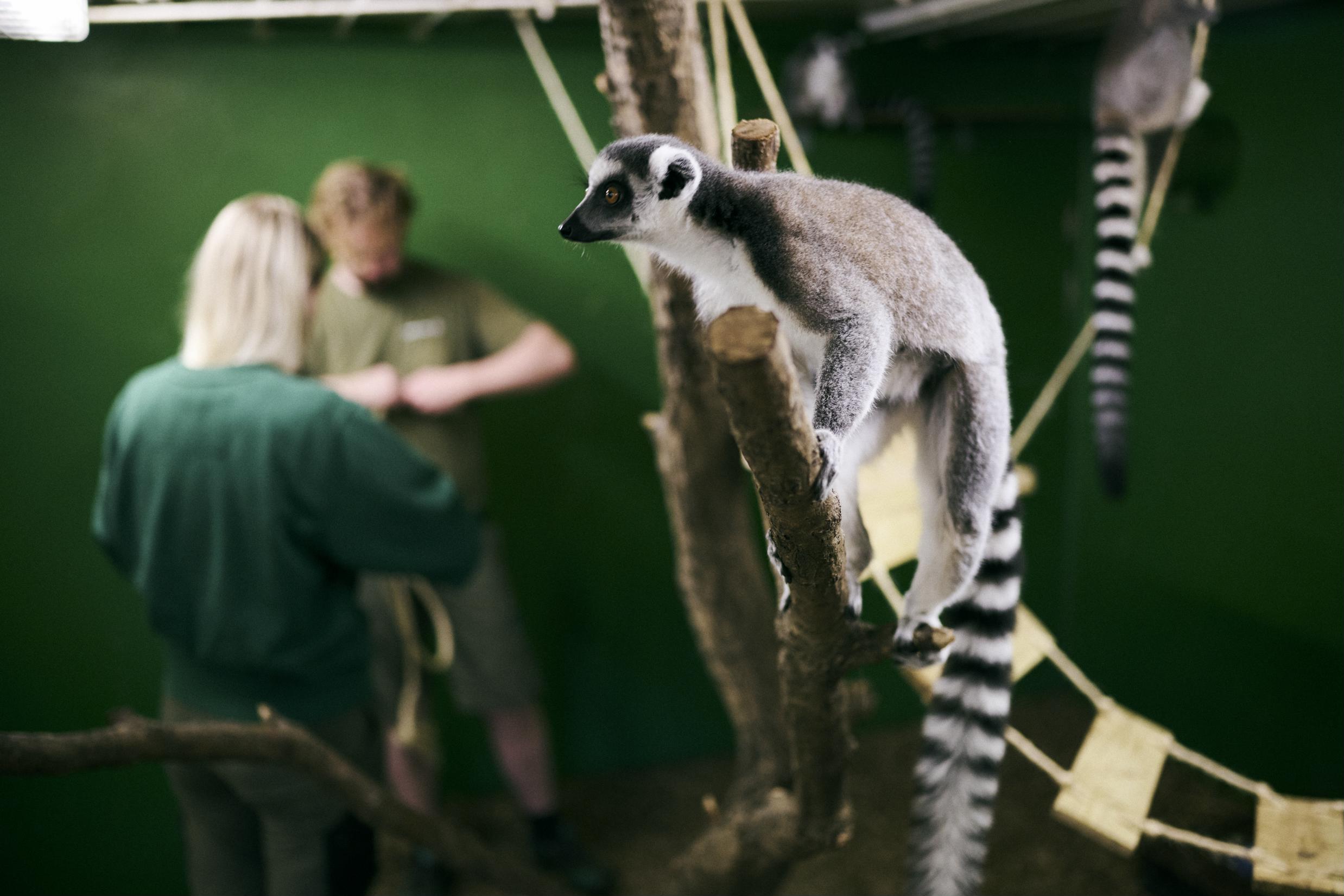 To dyrepasserelever forbedrer indretningen hos katalemurerne i skolens zoo.