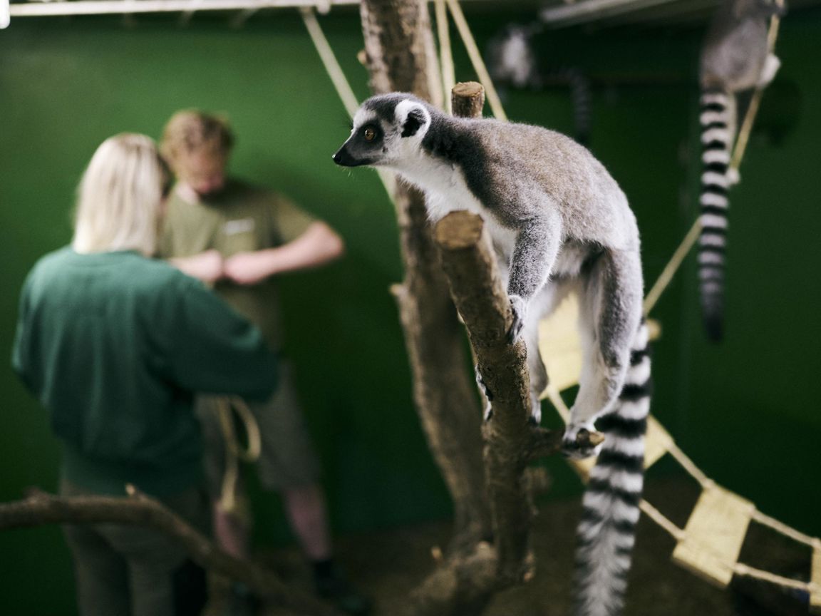 To dyrepasserelever forbedrer indretningen hos katalemurerne i skolens zoo.