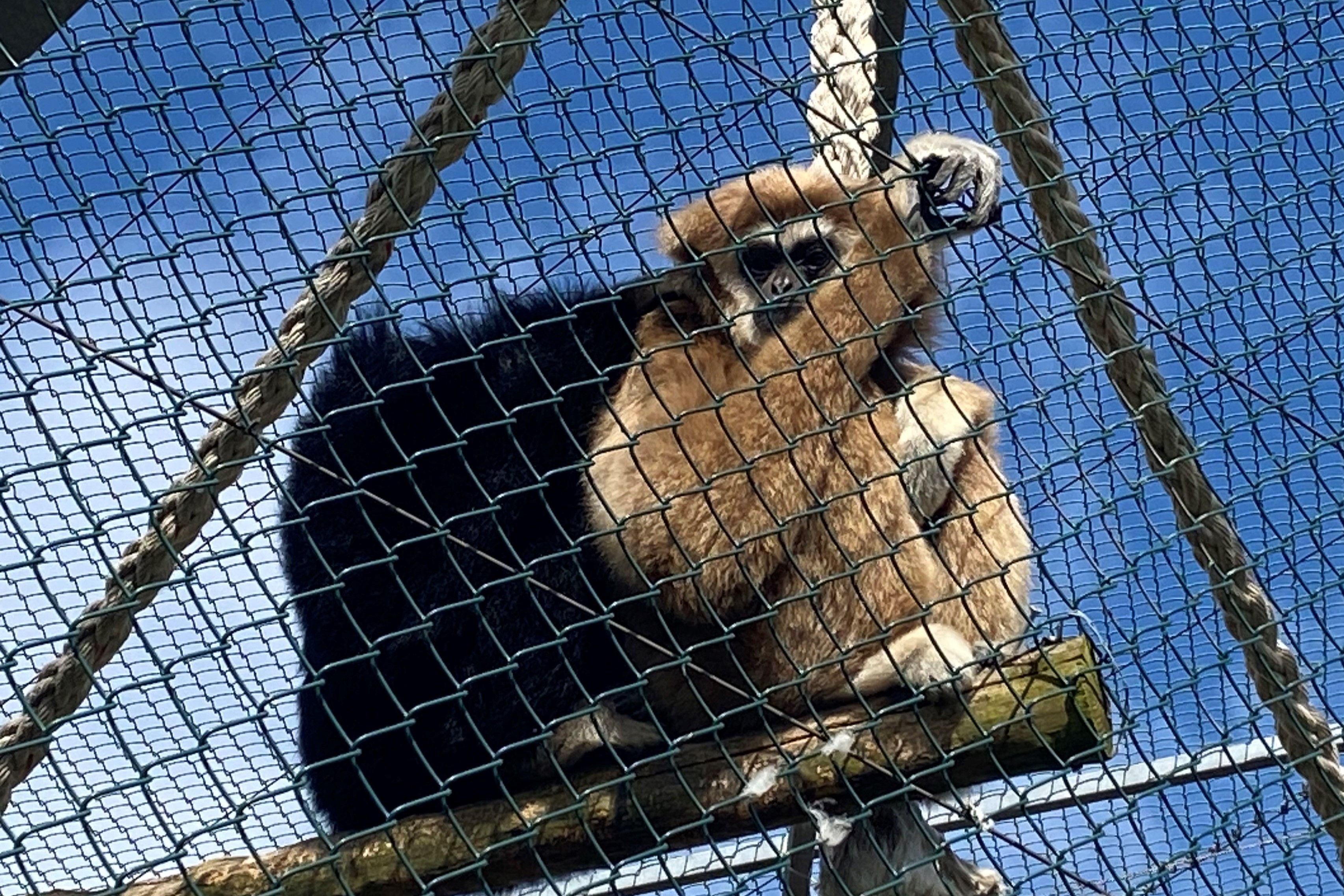 to gibbonaber i Hansenbergs skolezoo.