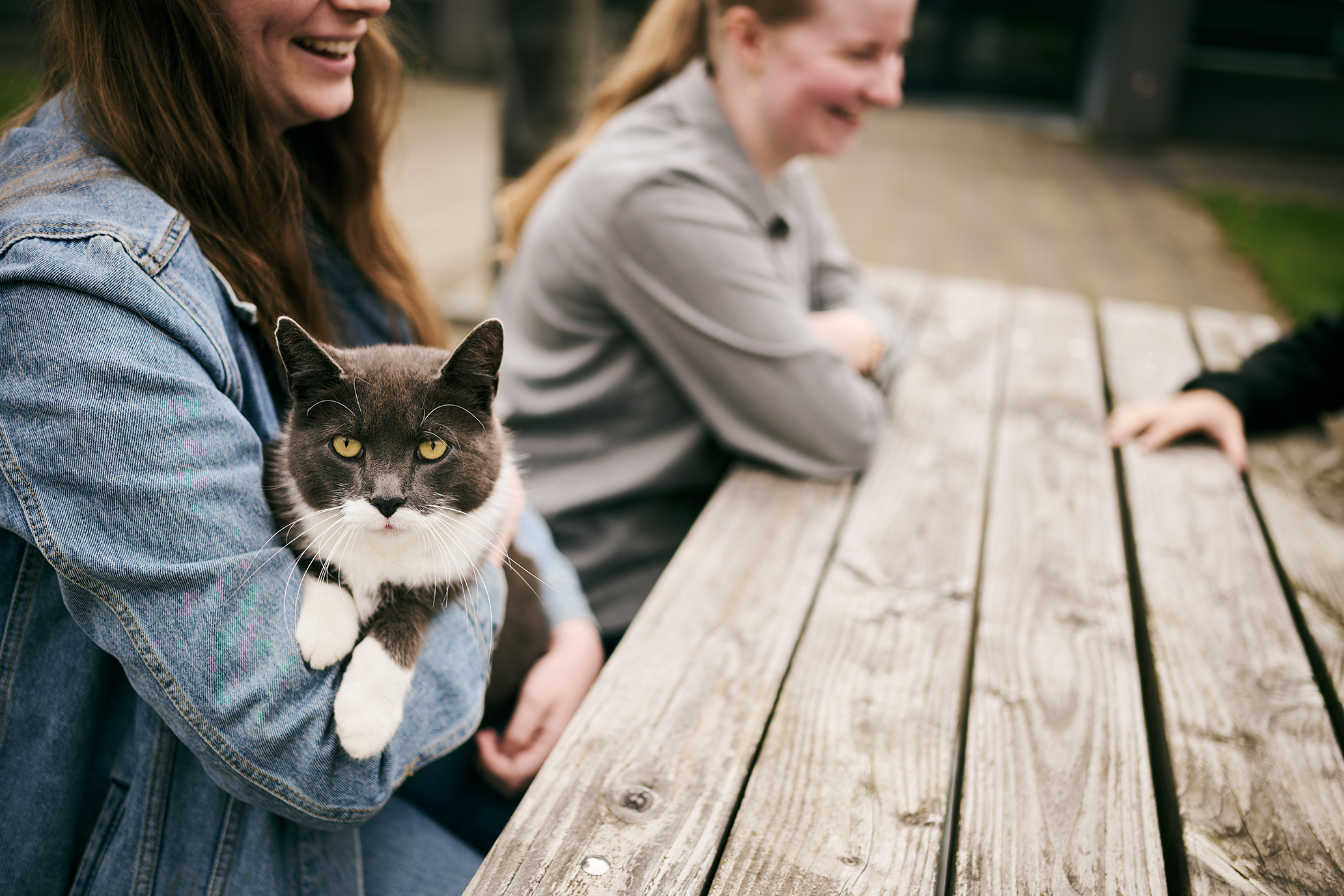 Katten Karsten er populær og kendt kat på adressen i Vranderup, hvor han bor. Han får mange kærlige klap af elever og ansatte.