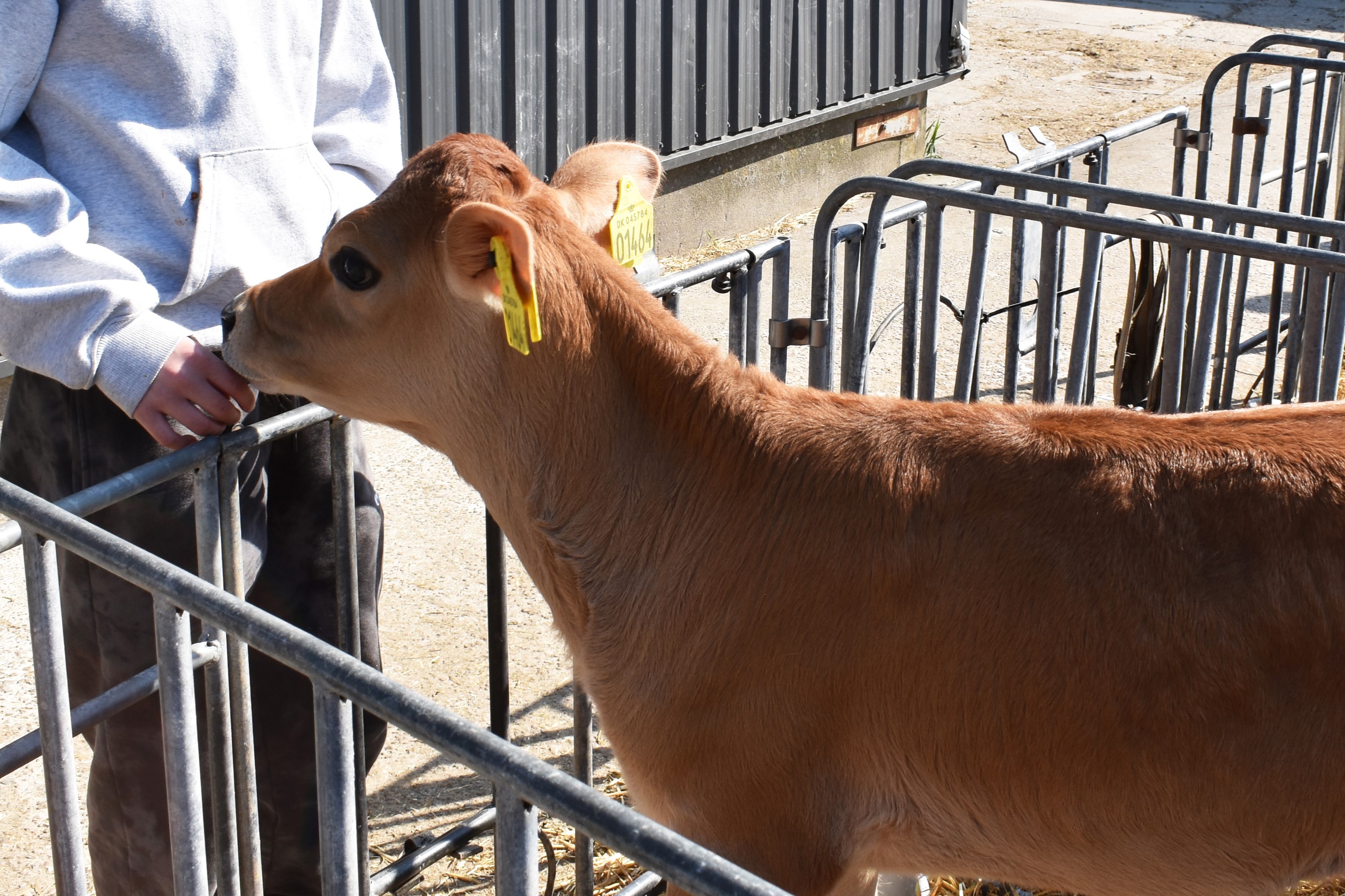 En af deltagerne til Prøv et fag for elever i 4.-10. klasse, nusser med en kalv på Hansenbergs gård.