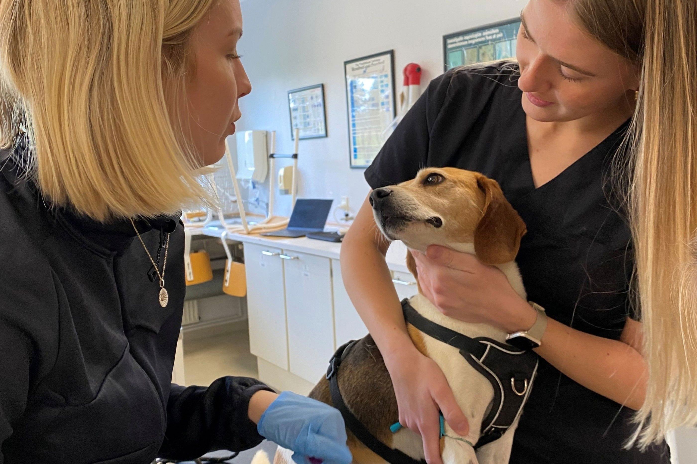 Veterinærsygeplejerskeeleverne øver sig i at behandle en hund på skolen, og hunden er meget tålmodig.