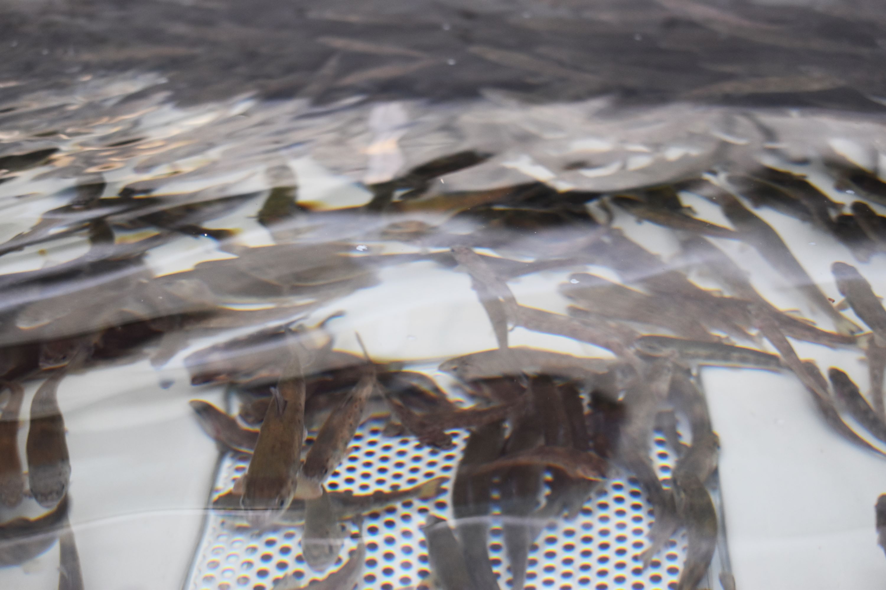 Fiskeyngel i en tank på Hansenbergs, der bruges under landbrugsuddannelsen for elever, der har valgt retningen akvakultur.