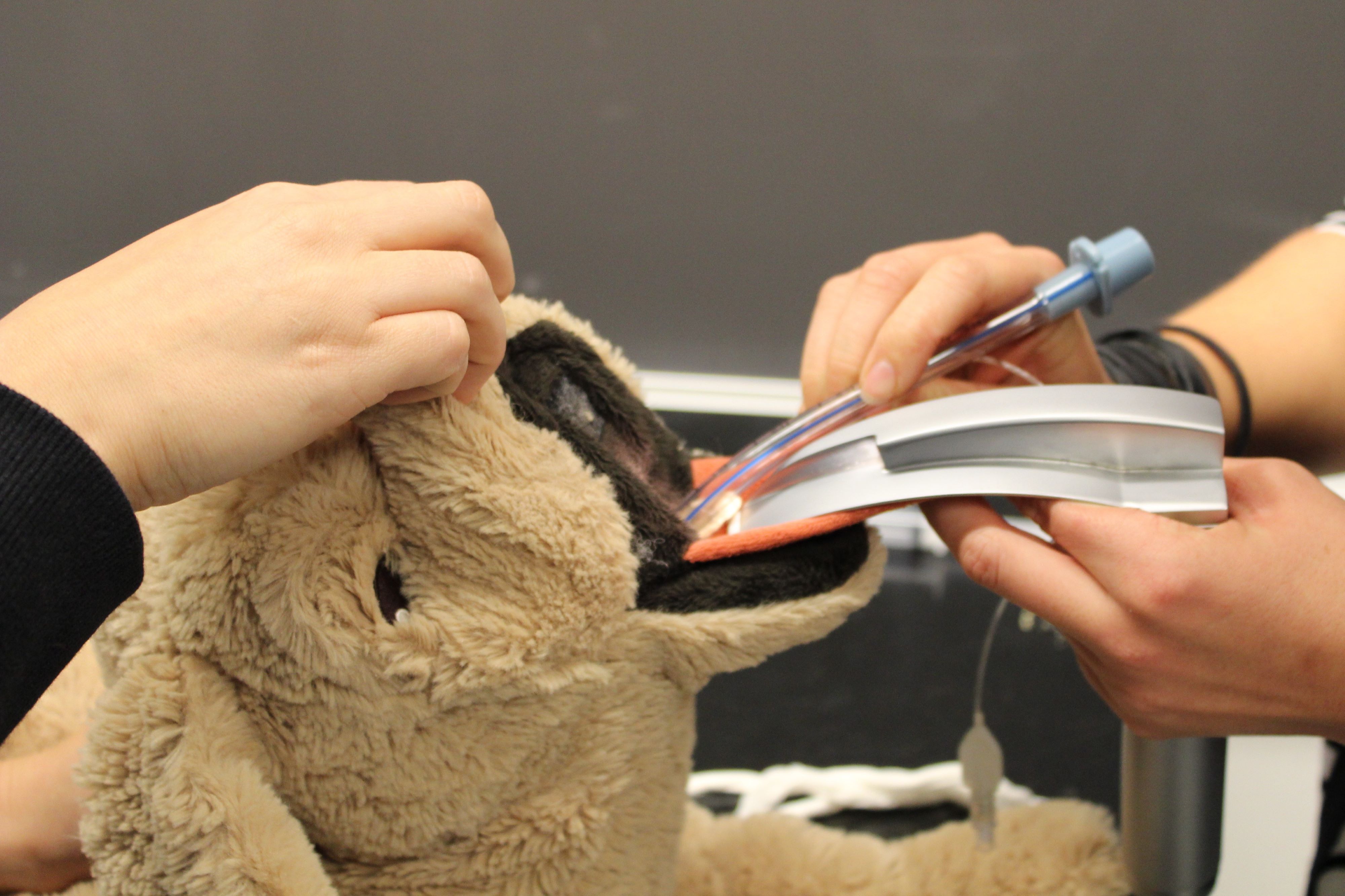 Veterinærsygeplejerskeelever øver sig i at intubere en plydshund.