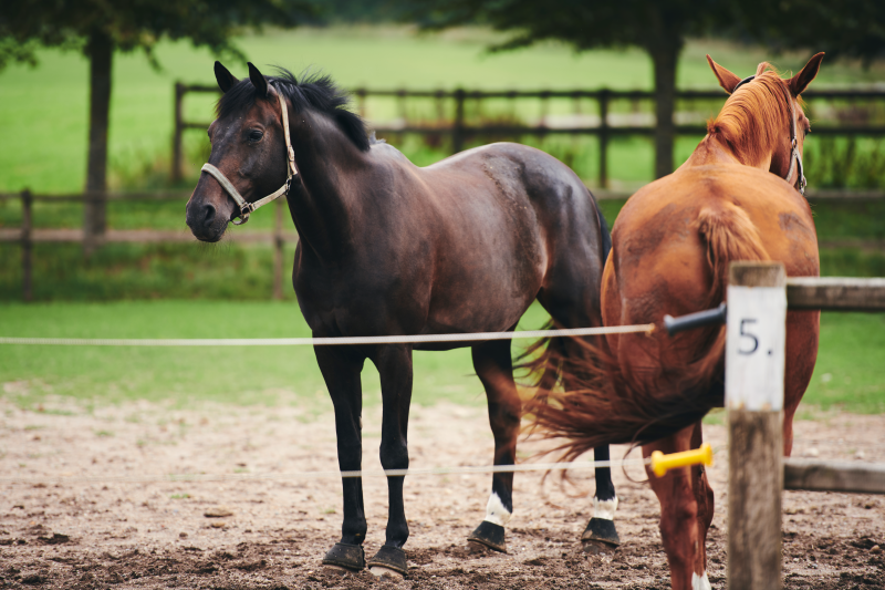 Et par heste på fold udenfor skolens hestestald i Vranderup.