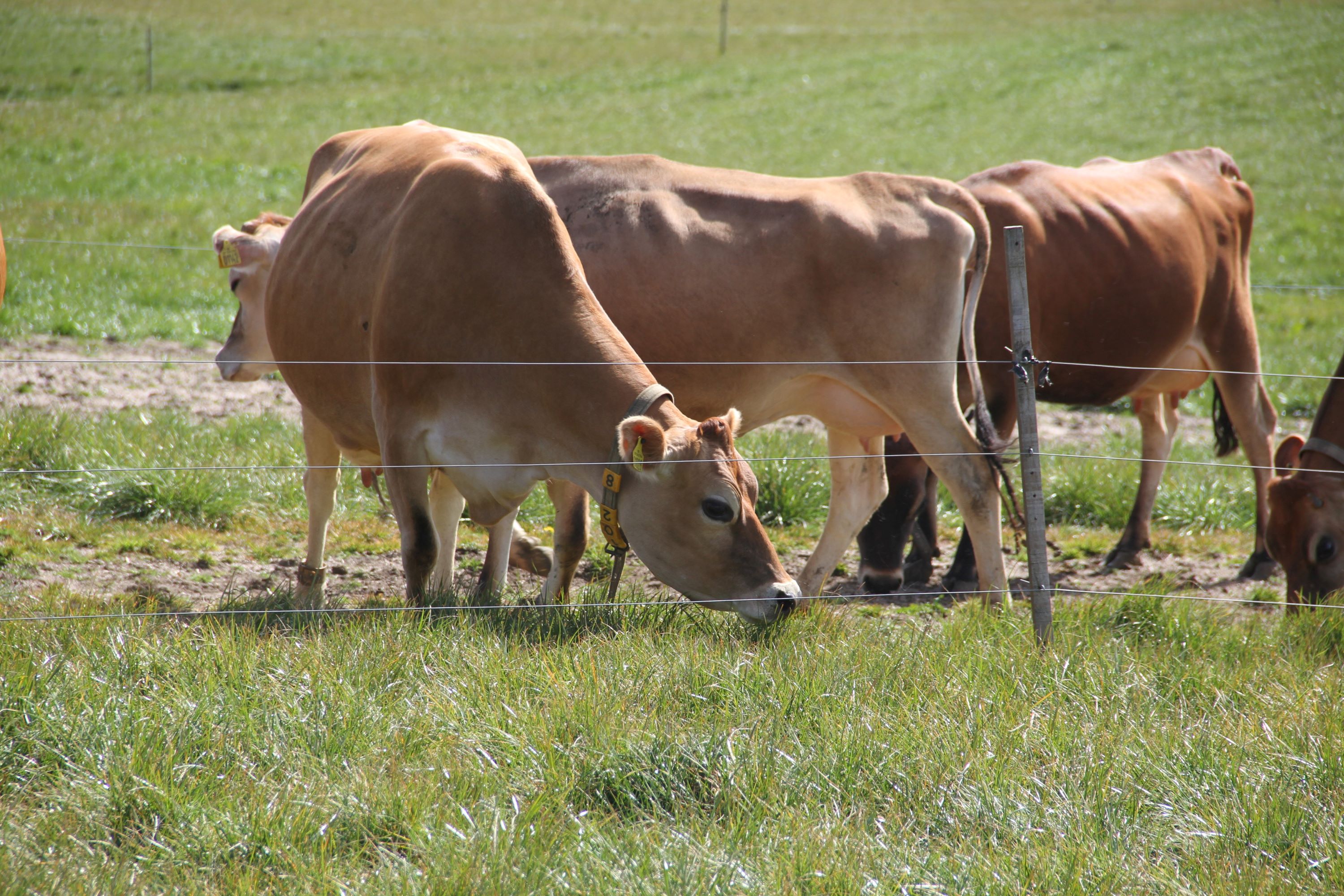 Hansenbergs køer på landbrugsuddannelsen græsser på marken i Vranderup - lidt uden for Kolding.