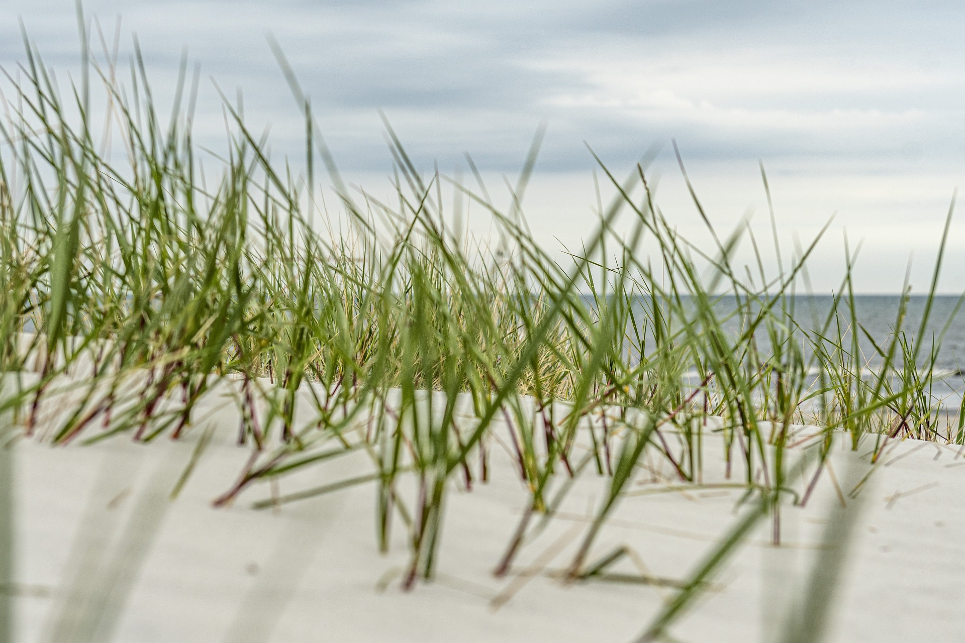 Strand, marehalm og vand, dansk sommer.
