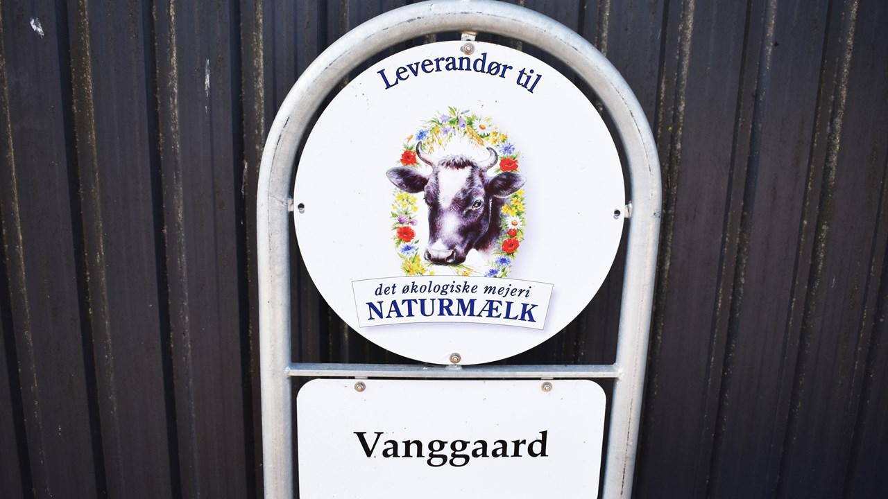 Jerseykøerne i Hansenbergs undervisningsstald bliver økokolgiske, og skolen leverer økologisk mælk til mejeriet.