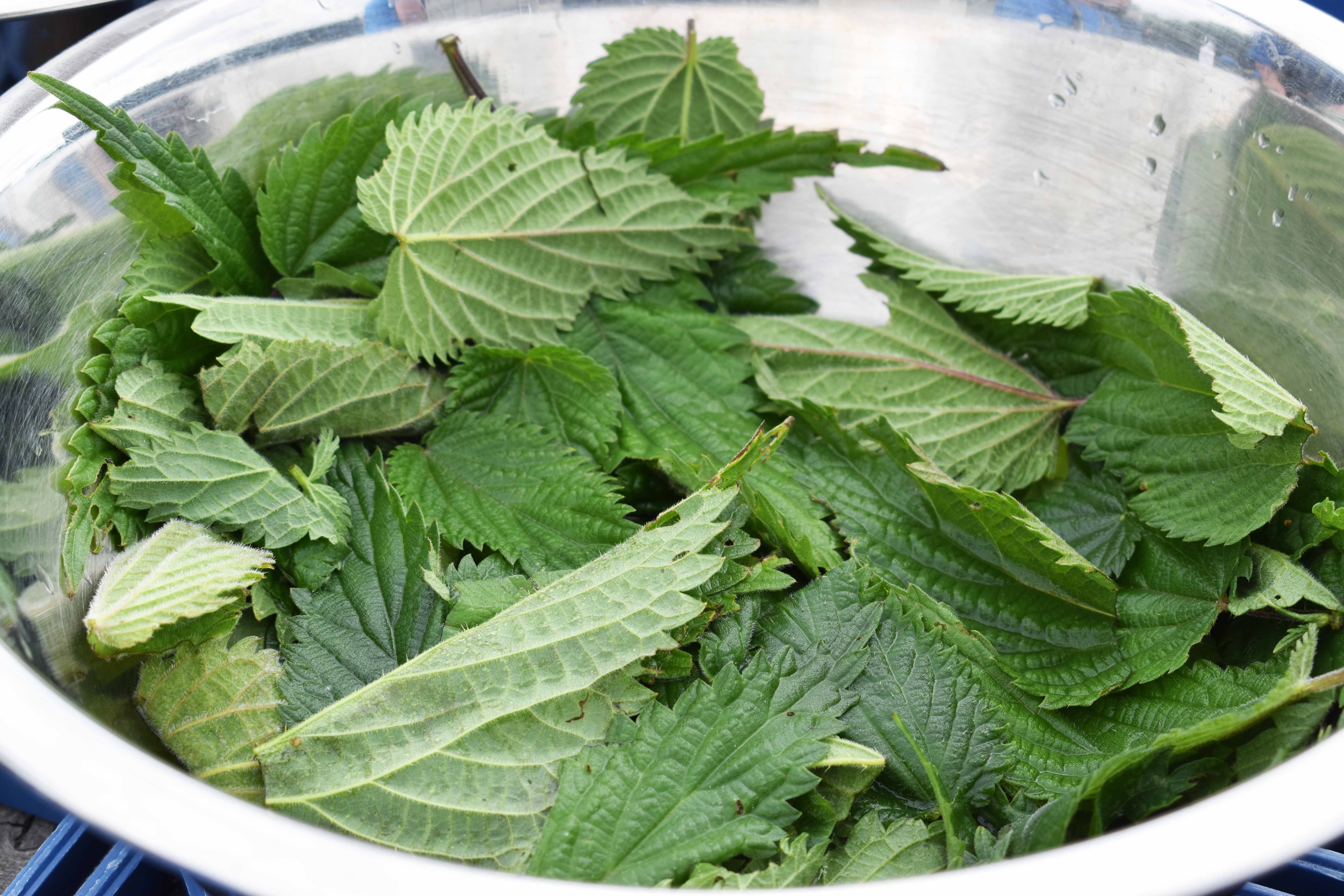 Til FoodCamp blev der både lavet mad i køkkenet og over bål. Her er det blade til brændenældesuppe.