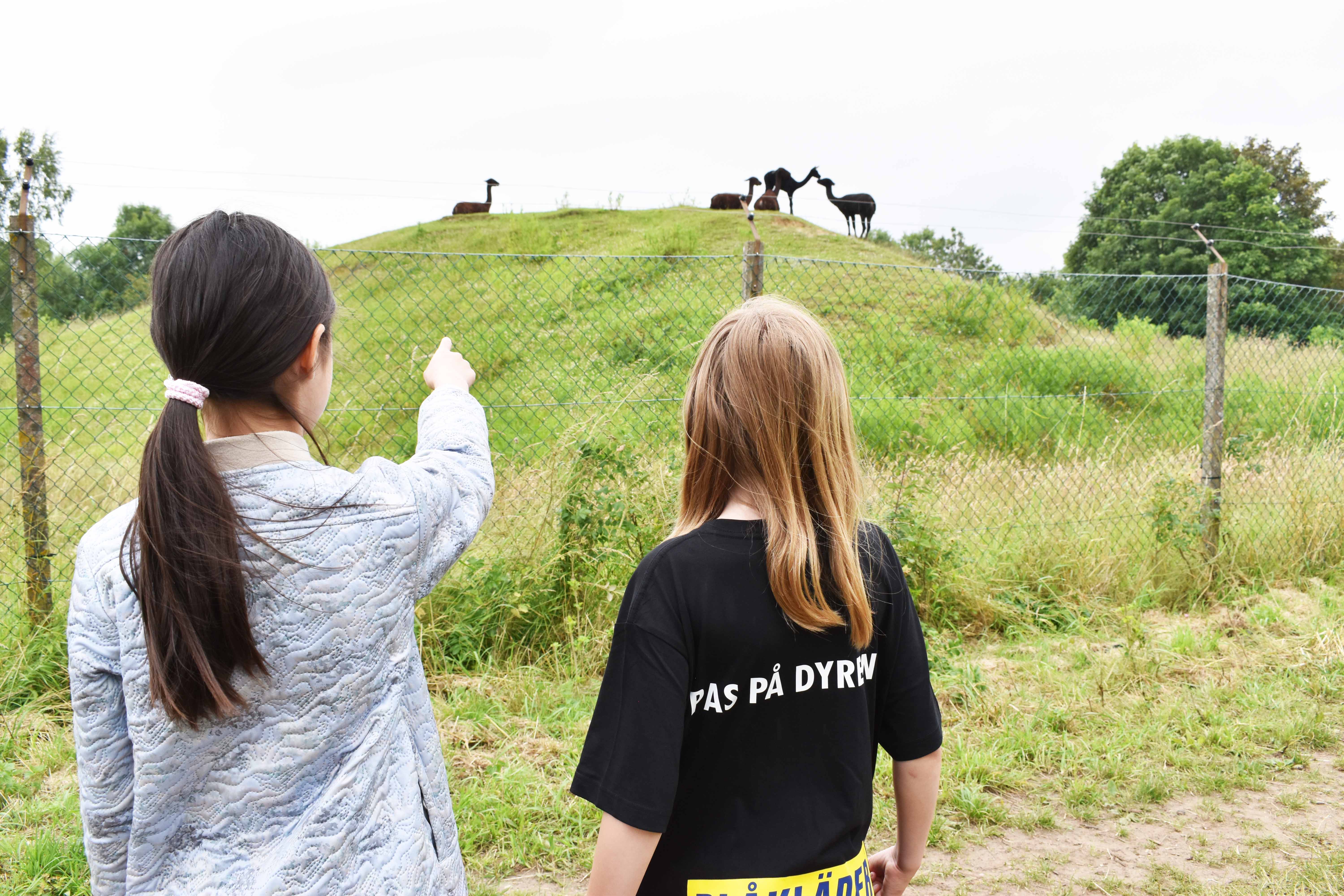 Når 5.-10. klasseseleverne deltager i Pas på dyrene SommerCamp, hjælper de med at fodre dyrene i Zoo.