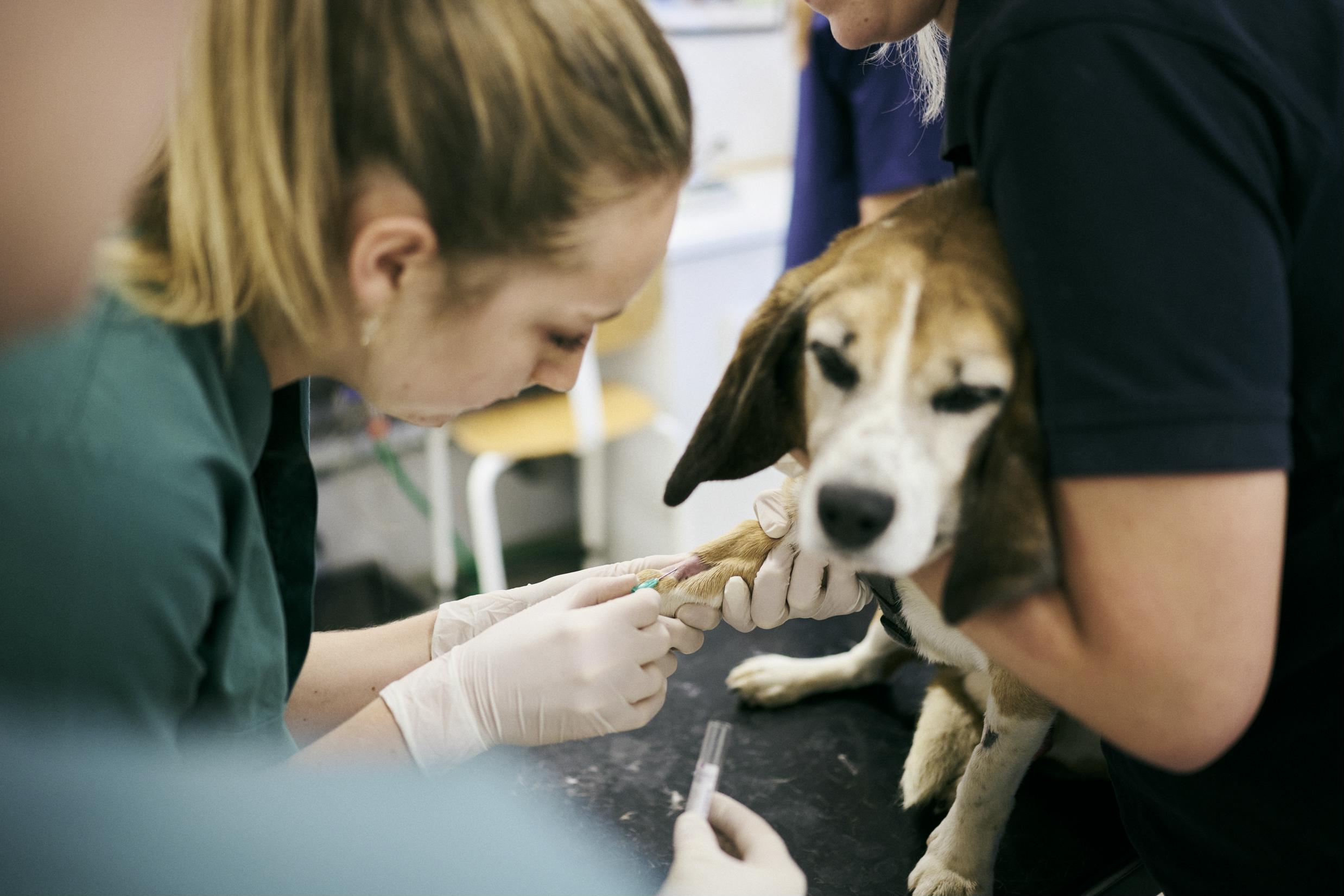 Med assistance fra nogle andre elever tager en veterinærsygeplejerskeelev en blodprøve på en hund.