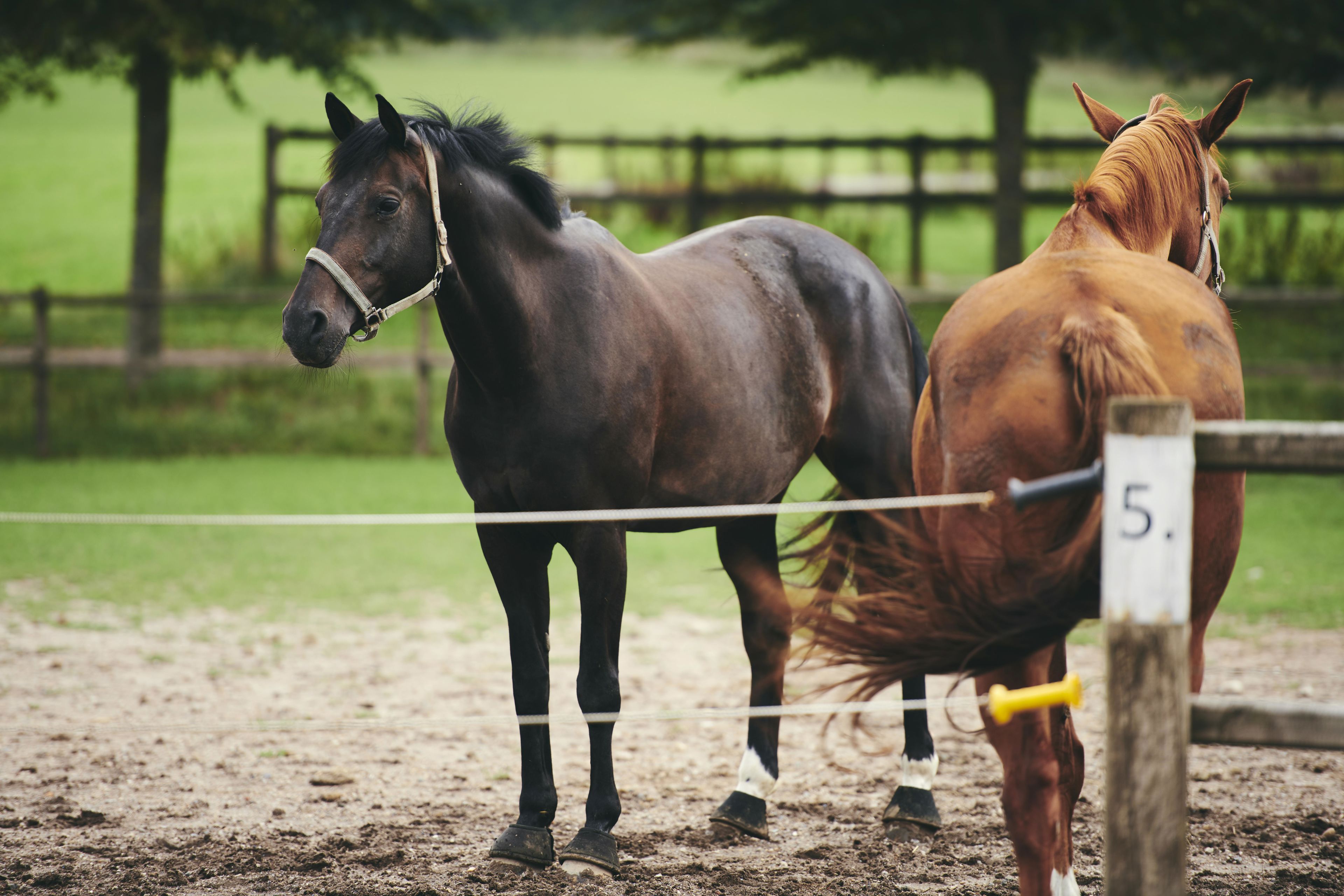 To heste på fold nær hestestalden på Hansenbergs adresse i Vranderup.