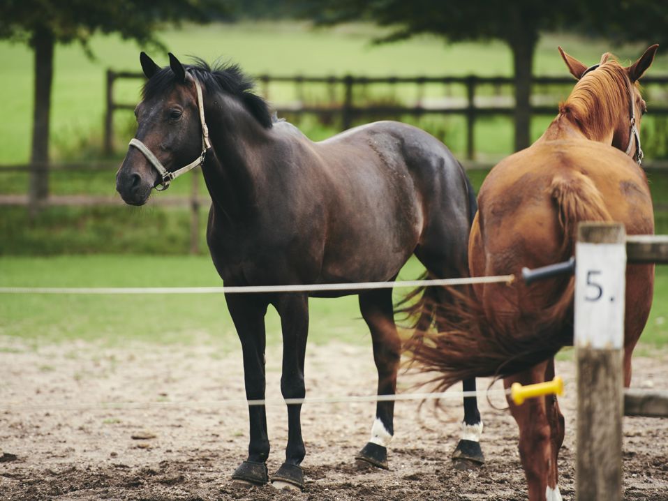 To heste på fold nær hestestalden på Hansenbergs adresse i Vranderup.
