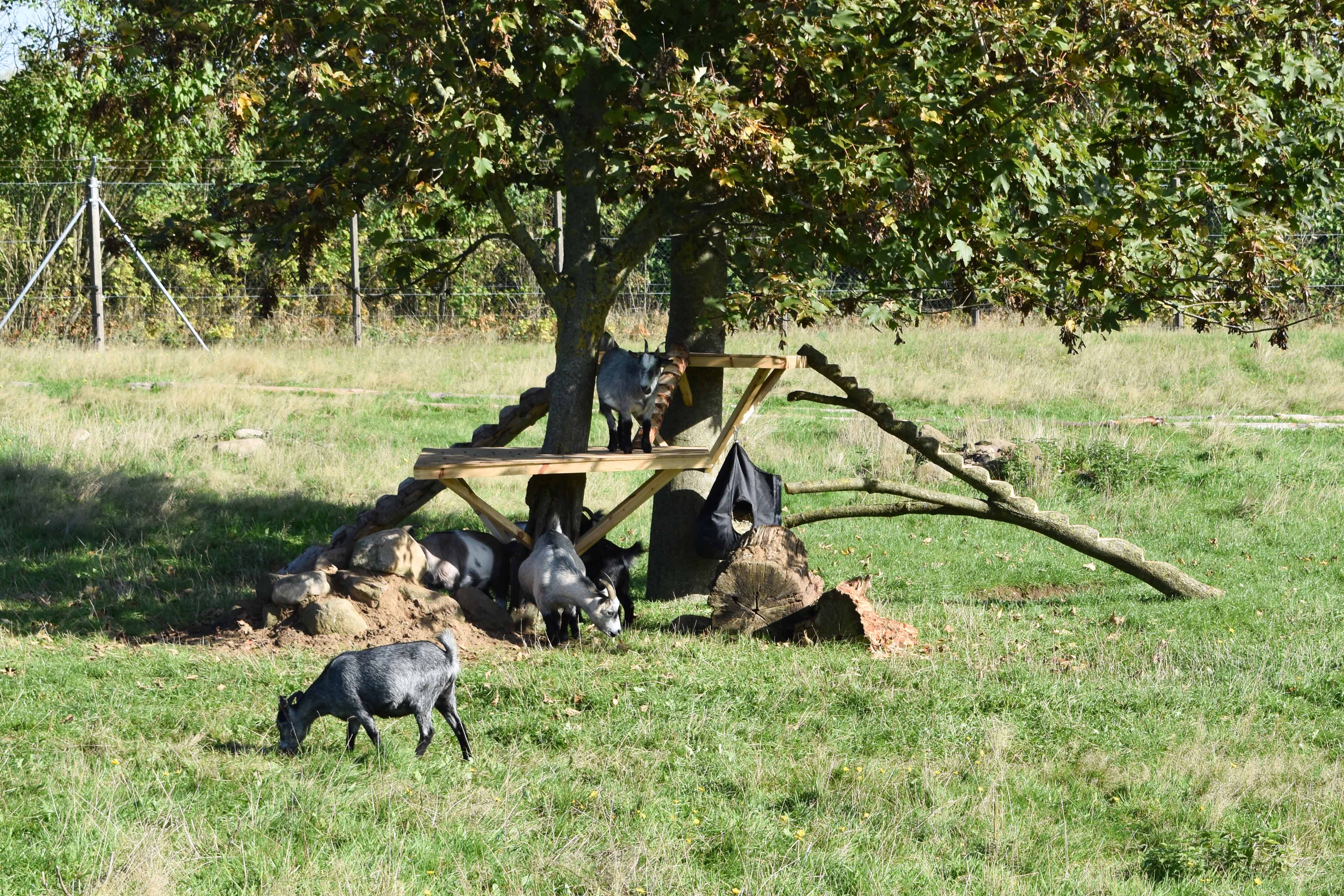 HANSENBERGs zoo var åben, og deltagerne kom rundt til dyrene.