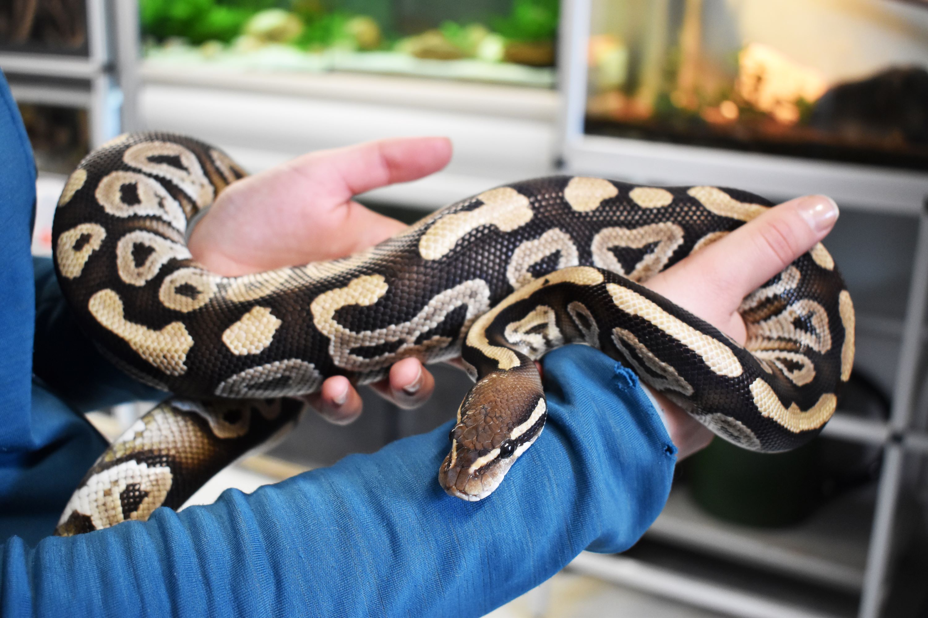 En dyrepasserelev håndterer en slange i skolens egen zoologiske have.