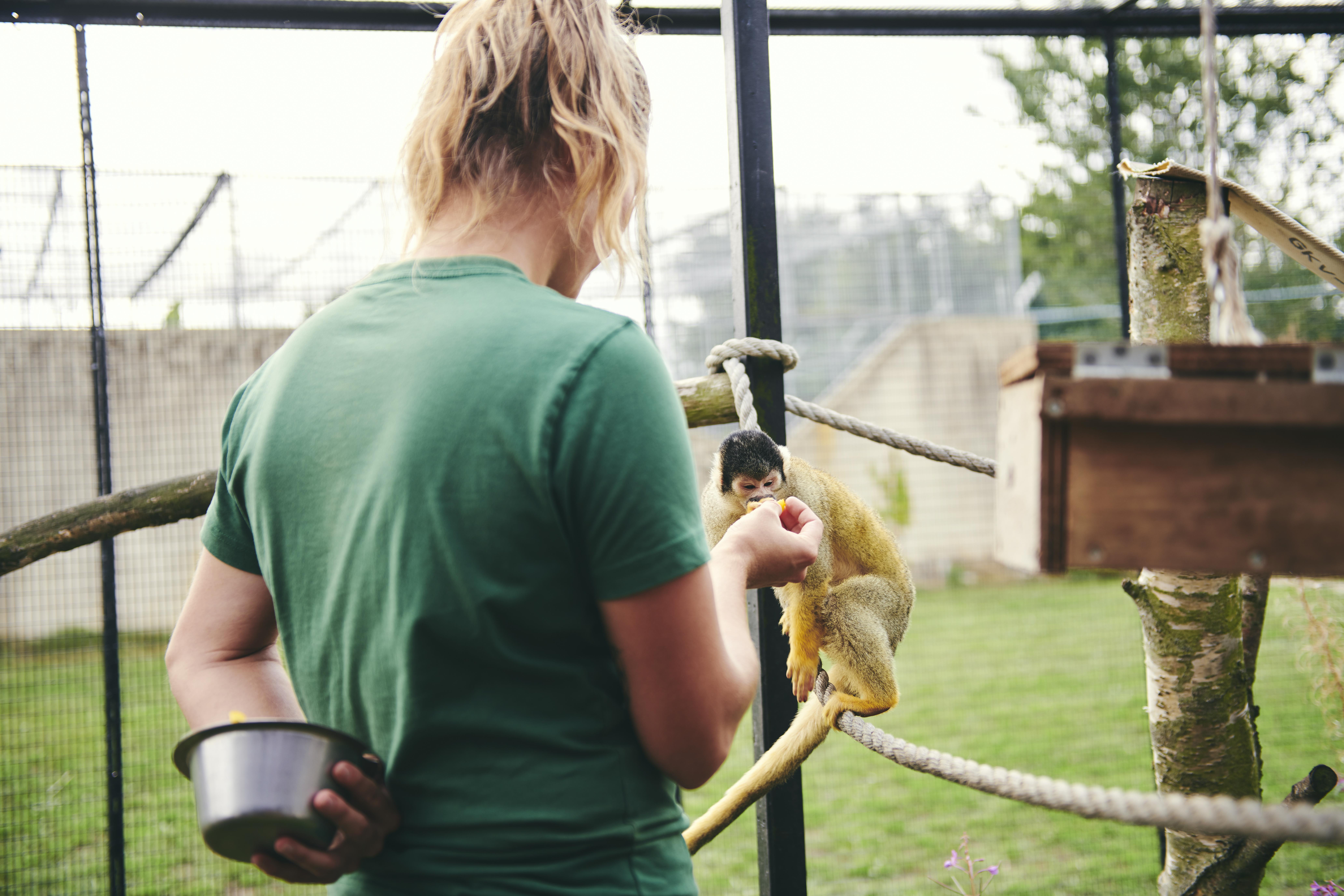 Dødningehovedaberne trænes ofte under fodringen, så de fx kan lære at komme på nærhold til et sundhedstjek.