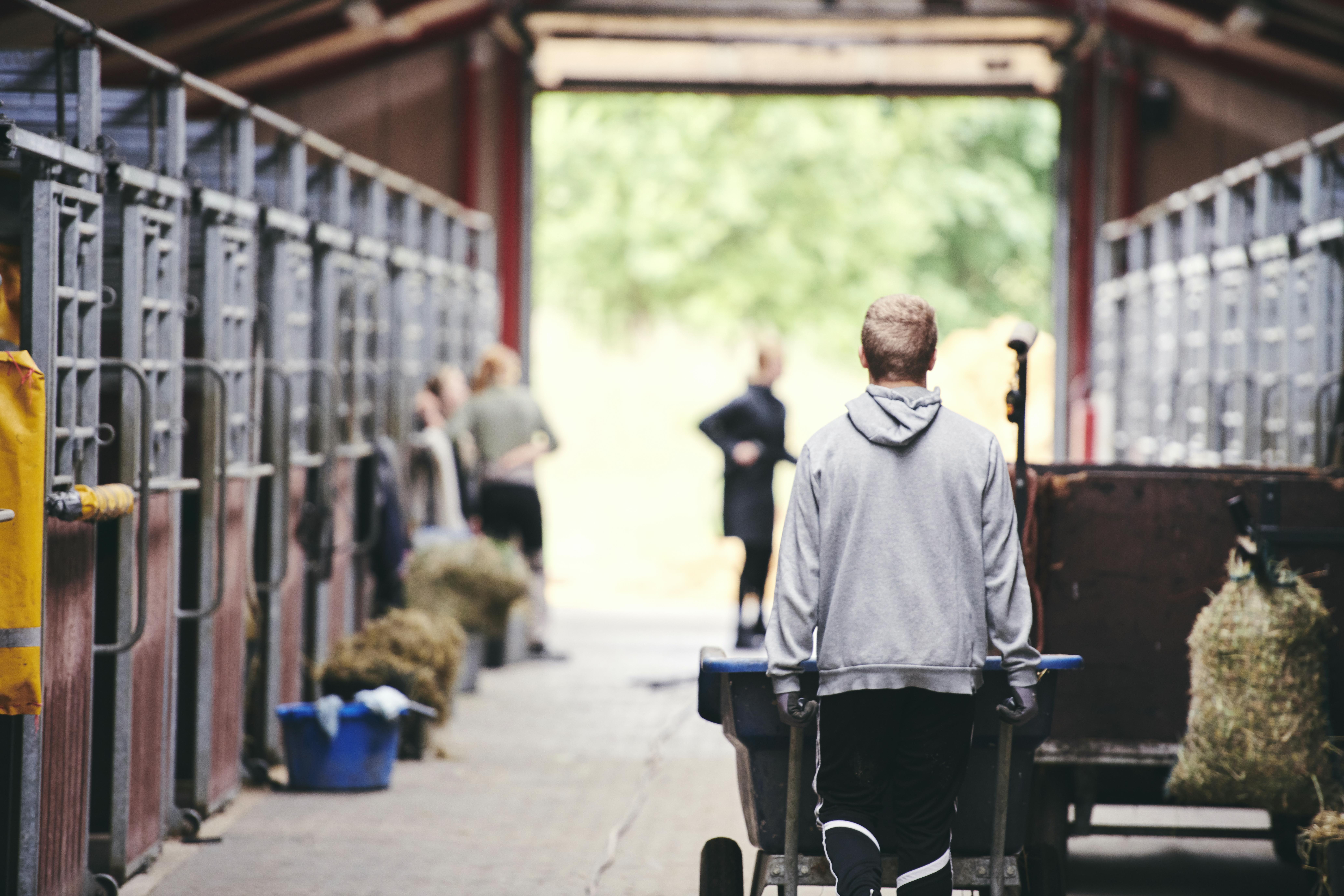 En elev på dyrepasseruddannelsen med specialet hestemanager er i gang med opgaverne i skolens hestestald.