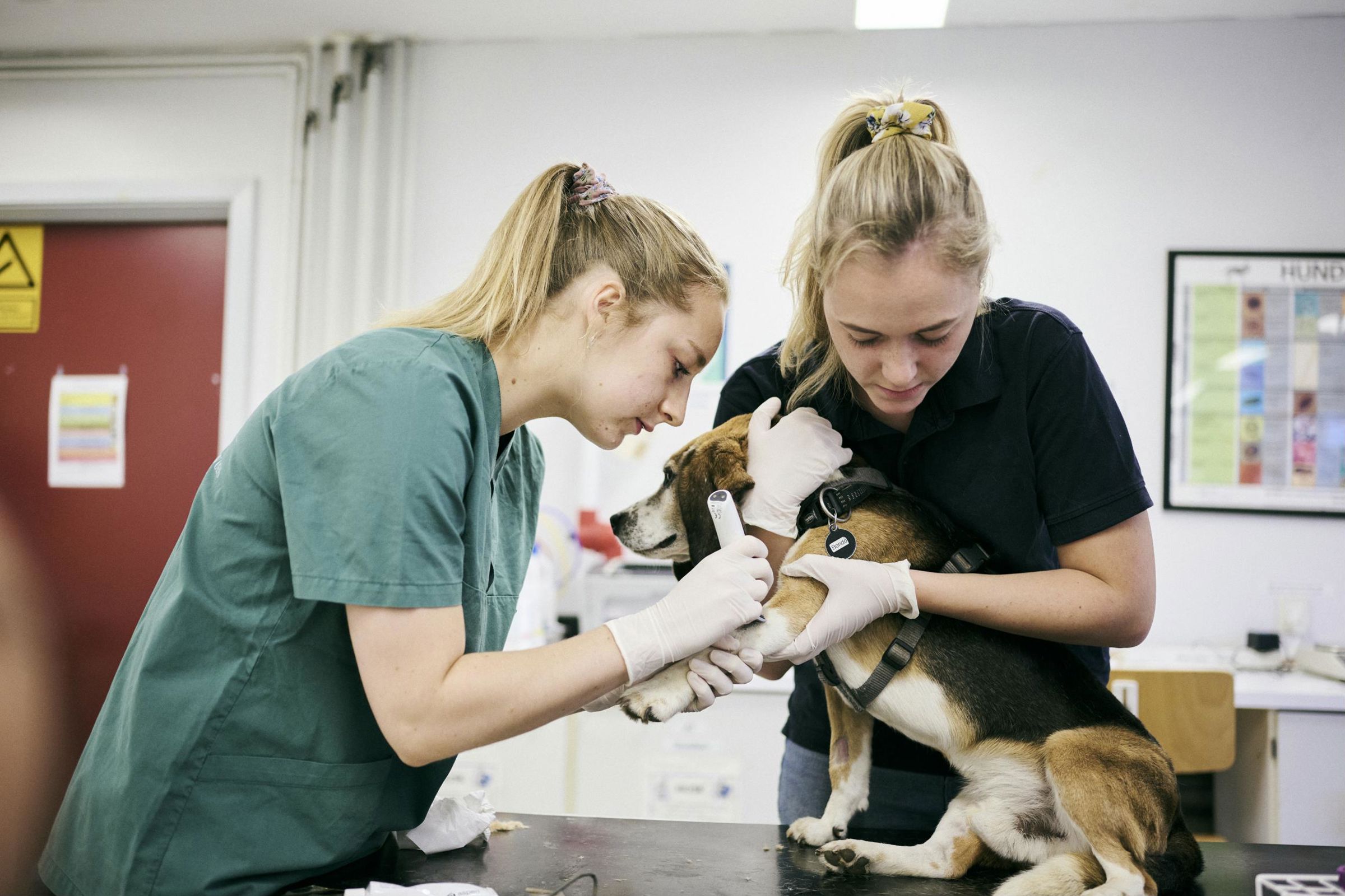 En veterinærsygeplejerskeelev barberer noget af pelsen på en hund, mens en anden elev holder den og drager omsorg for den.