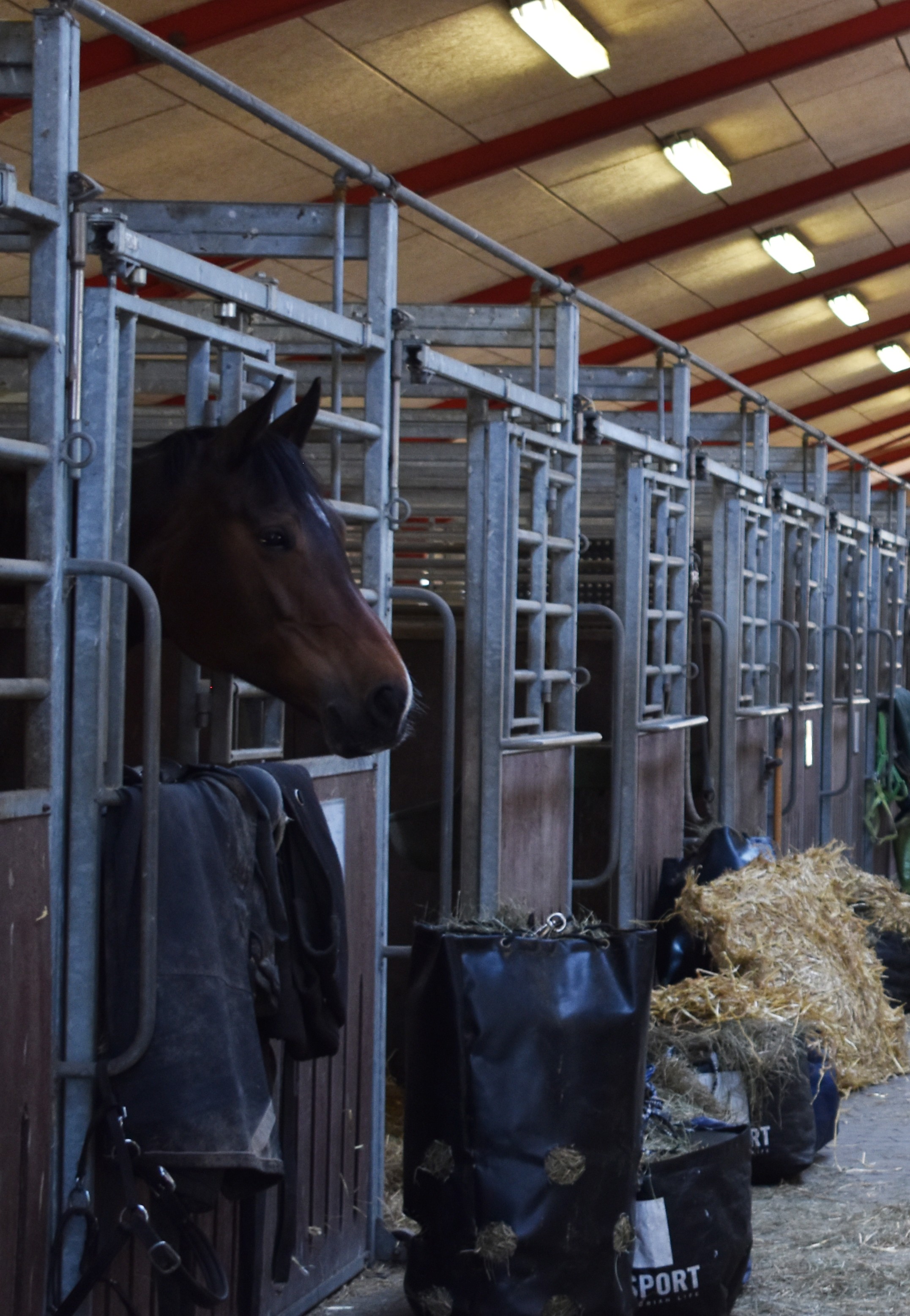 Til Prøv et fag på Hansenberg kan man prøve alverdens fag - herunder dyrepasser med specialet hestemanager.