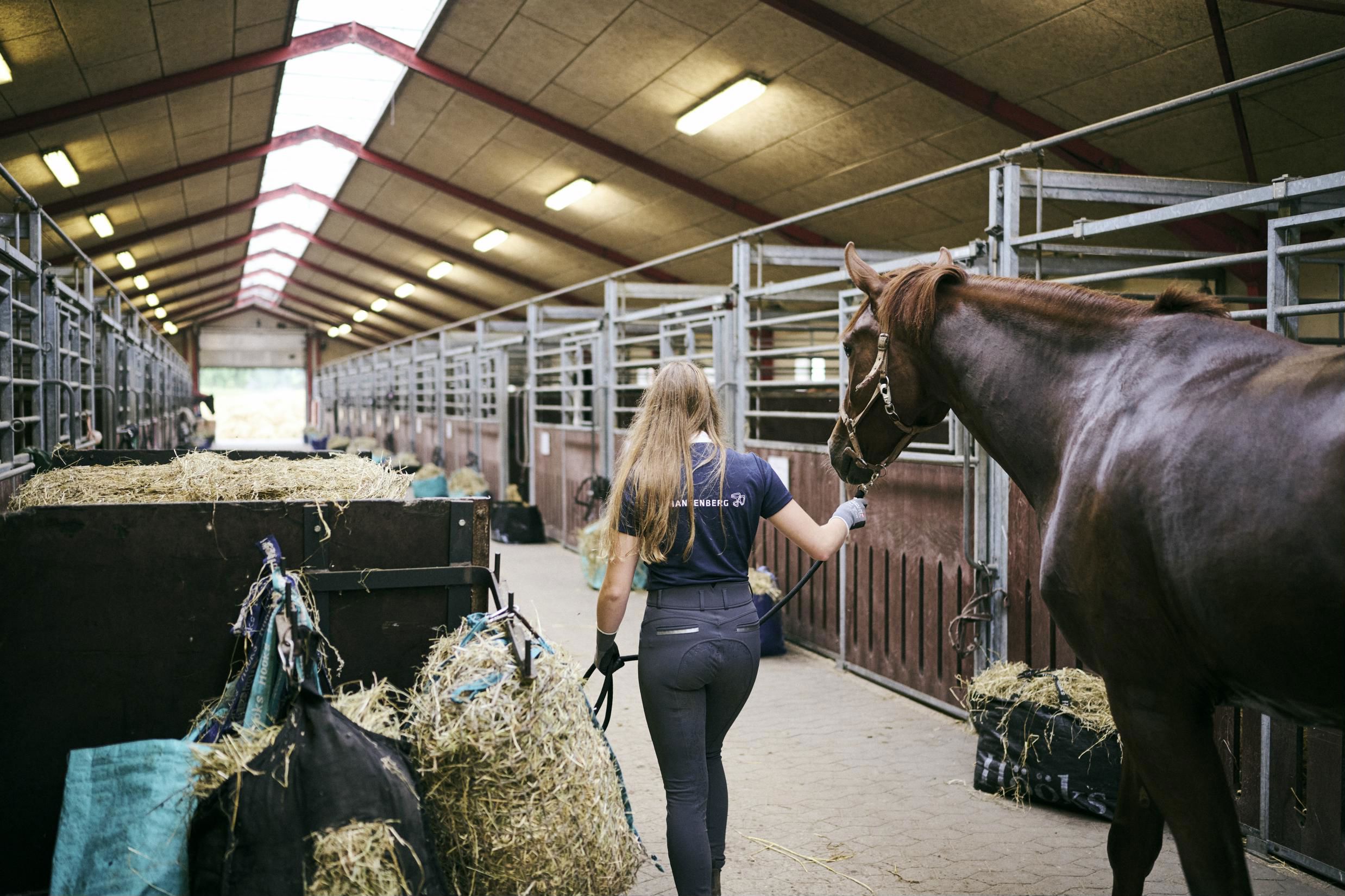 En elev på dyrepasseruddannelsen med specialet hestemanager fører en hest ind i hestestalden.