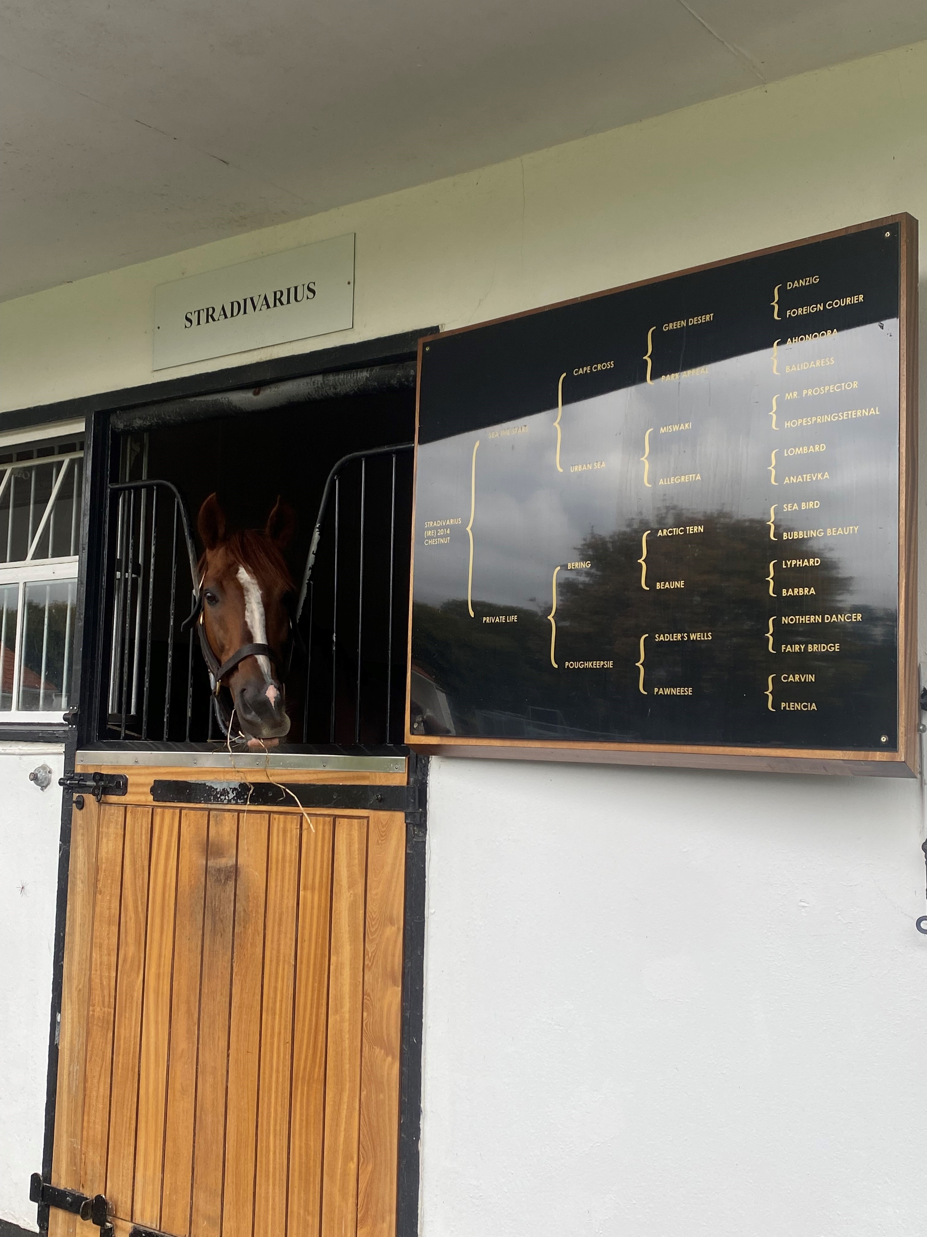 Veterinærsygeplejerske Louise Sloth har været på studietur til England, hvor eleverne blandt andet besøgte et stutteri
