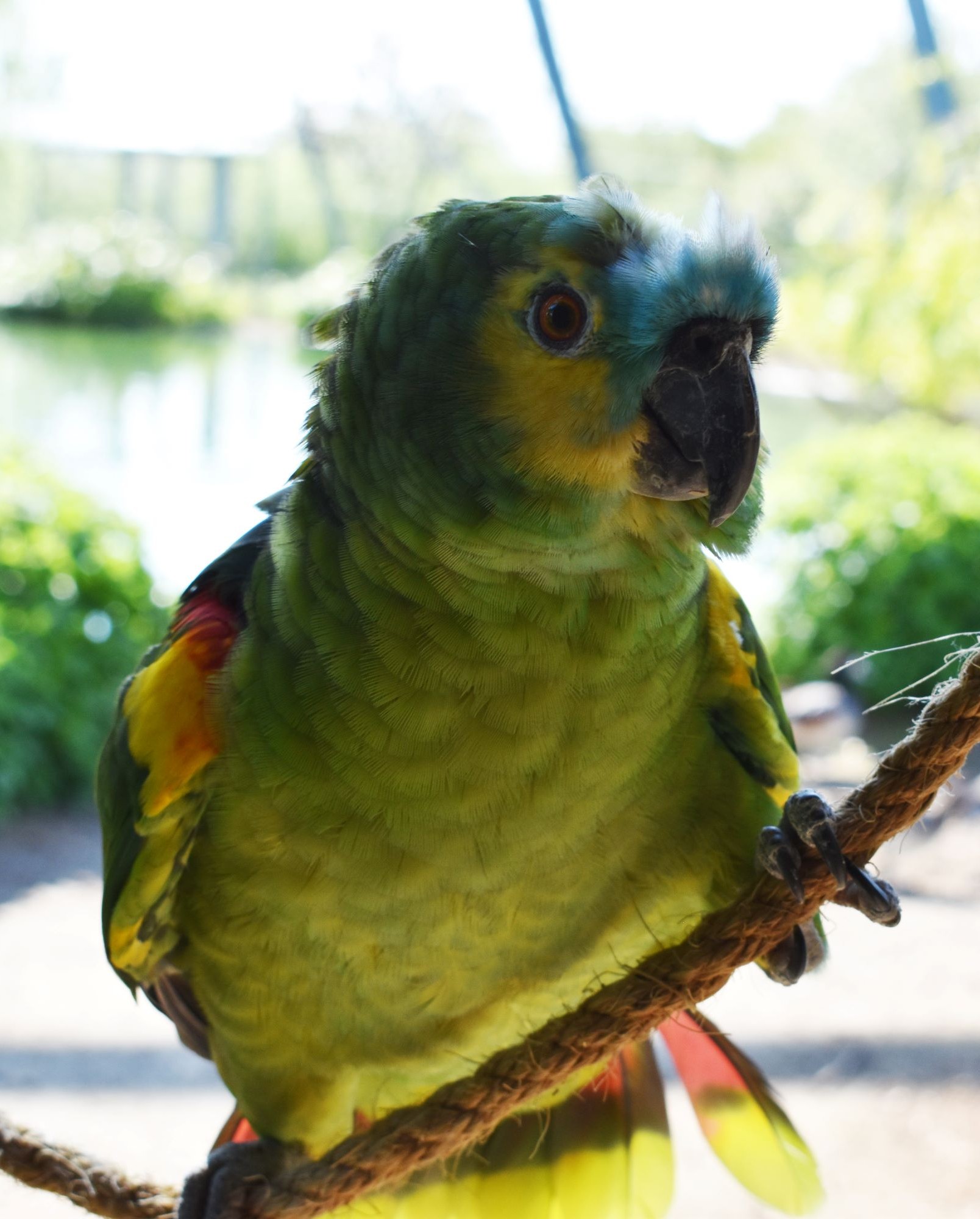 En papegøje i Hansenbergs zoo.