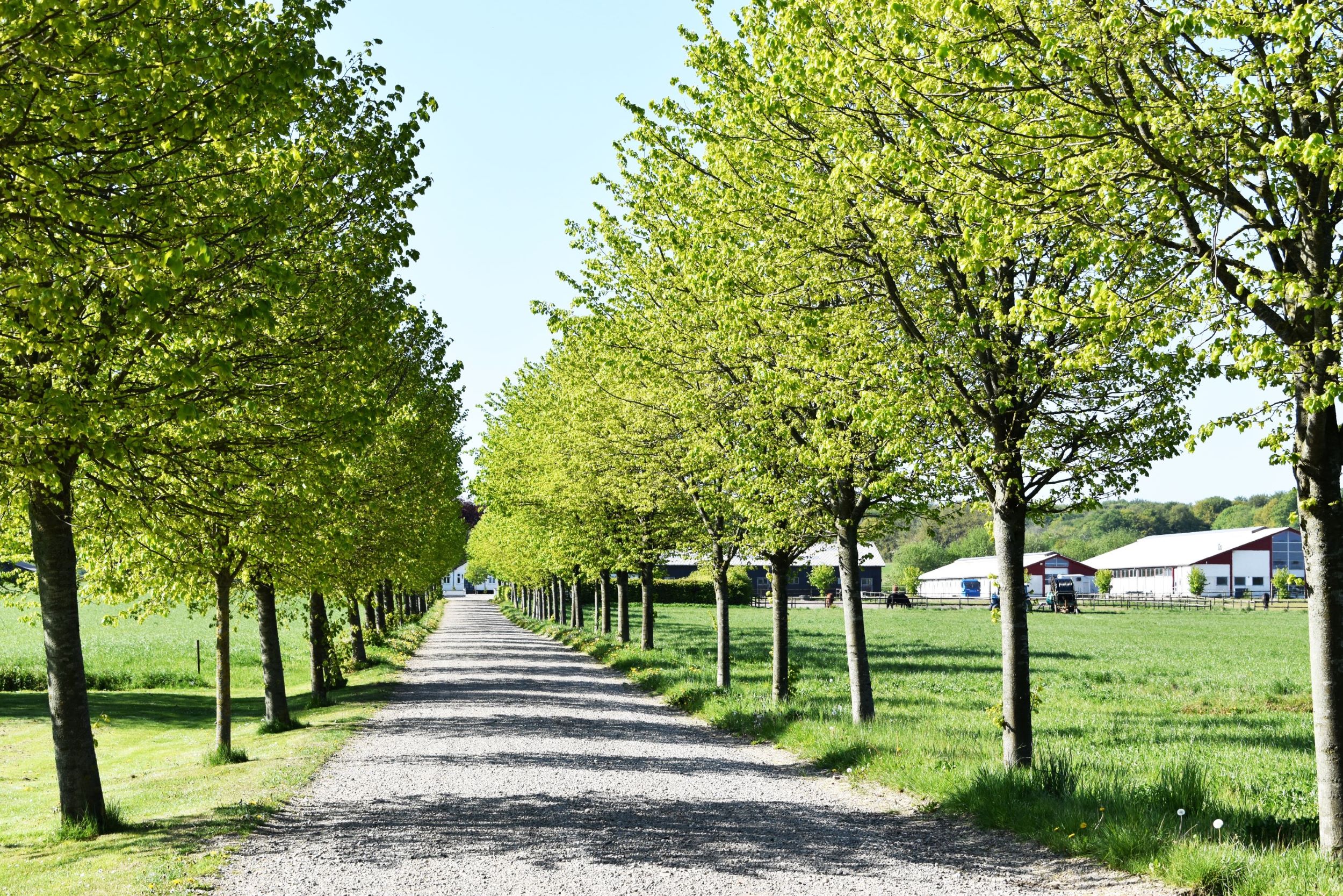 Alleen ned til Hansenbergs kvæggård og hestestald på Vranderupvej lidt udenfor Kolding.