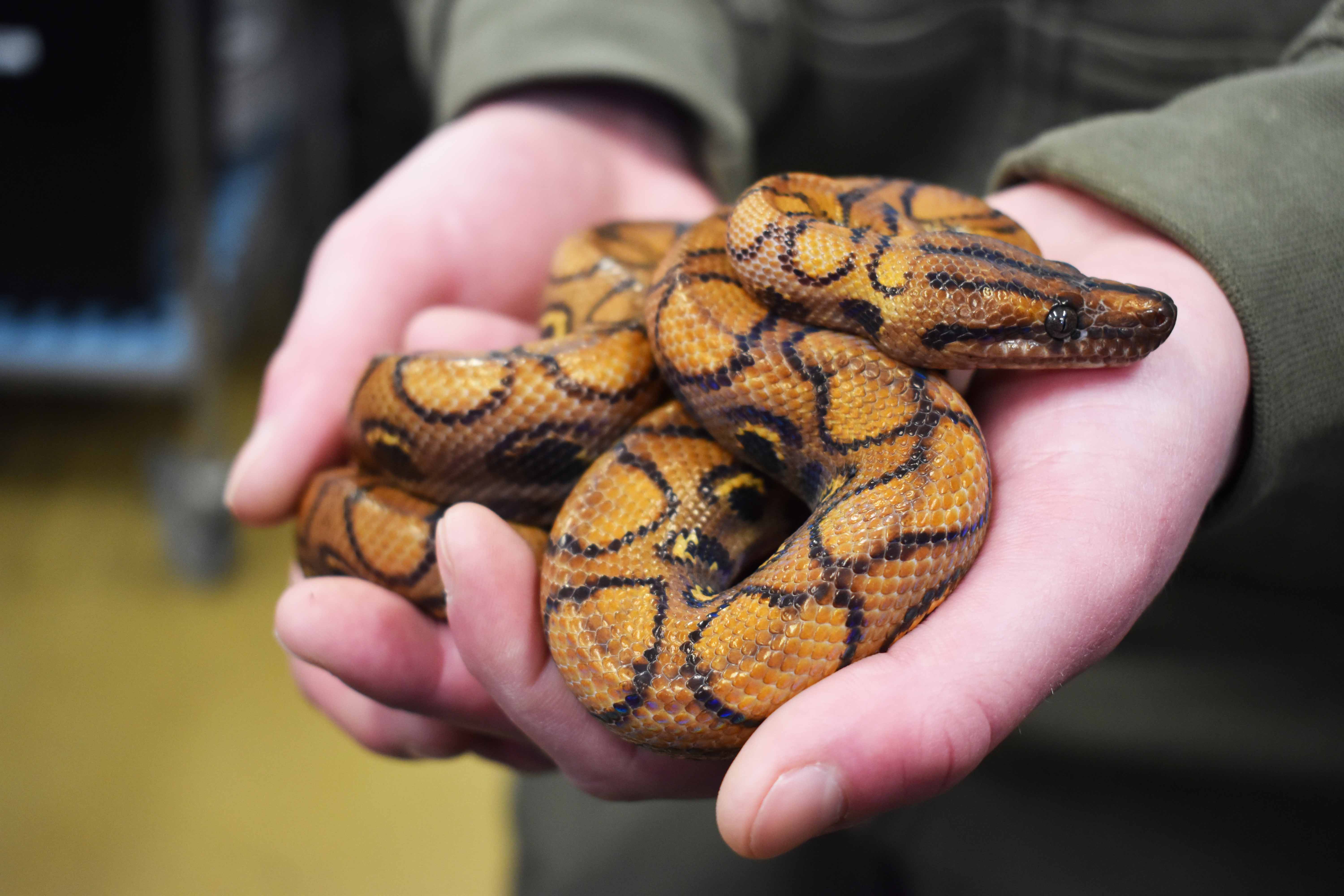 Dyrepassere holder oplæg om slanger og snegle i Vranderup til Åbent Hus